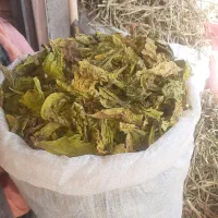 چوب سبز و برگ سبز آردک