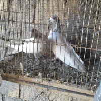 جفت کله ای|پرنده|زرندیه, |دیوار