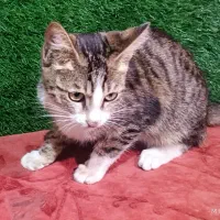 واگذاری رایگان گربه|گربه|لاهیجان, کوی خزر|دیوار