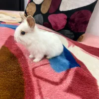 بچه خرگوش لوپ هلندی