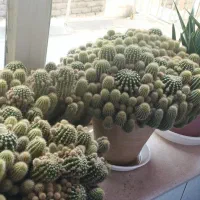 کاکتوس  بسیار زیبا و بزرگ|گل و گیاه طبیعی|تربت‌حیدریه, شهرک ولیعصر|دیوار