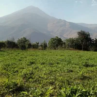فروش-زمین-ییلاق-نیاک