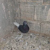 کفتر پرشی