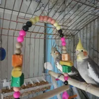یک جفت عروس هلندی نر و ماده سالم
