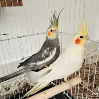 عروس هلندی سر حال