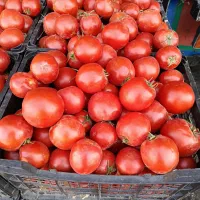 گوجه‌ فرنگی