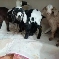 بزغاله شیری|حیوانات مزرعه|شاهین‌شهر, منطقه صنعتی سین|دیوار