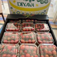 کارگر ماهر برای گلخونه خیارو گوجه حتما سابقه کار|استخدام صنعتی، فنی، مهندسی|کاشان, زیدی|دیوار