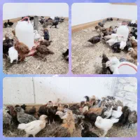 جوجه گلپایگانی