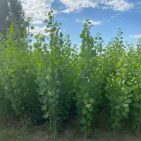 جشنواره پاییزی فروش نـهال صــنوبر تا 40٪ تخفیف|خدمات باغبانی و درختکاری|سنندج, |دیوار