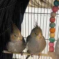 جوجه عروس هلندی دو ماهه|پرنده|تهران, منیریه|دیوار