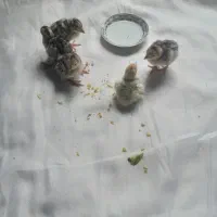 جوجه بامادر