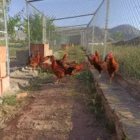 تخم مرغ نطفه دار نژاد های خاص و خوراکی|حیوانات مزرعه|کرمان, |دیوار