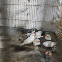 فنچ زبرا|پرنده|بندرعباس, |دیوار