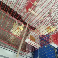 دوعدد عروس هلندی نر و ماده|پرنده|نورآباد, |دیوار