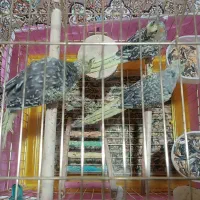 عروس هلندی 2ماهه|پرنده|بانه, |دیوار