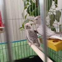 عروس هلندی جفت