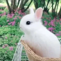 خرگوش مینیاتوری