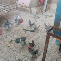 مرغ مینا توری جون|پرنده|سبزوار, شرق کال میانی|دیوار