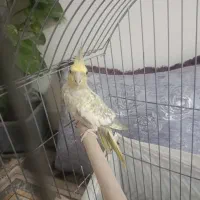 عروس هلندی ماده