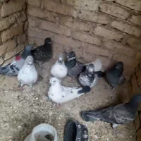 کبوتر