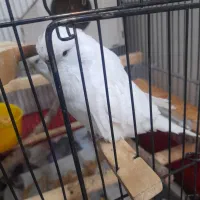 مرغ عشق سالم