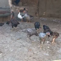 مرغ خروس موقعیت فریمان