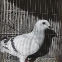 کفتر یاکبوتر