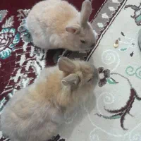 خرگوش|موش و خرگوش|یزد, |دیوار