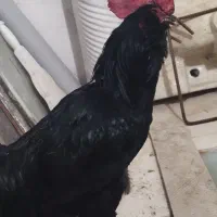 خروس|حیوانات مزرعه|مشهد, امیریه|دیوار