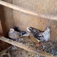 جفت نر و ماده قارا