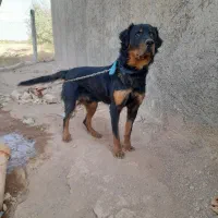 سگ شکاری|سگ|ضیاء آباد, |دیوار