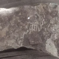 فسیل قدیمی پوست مار