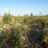 باغ ۵۵۰۰ متری ورودی جاده سد