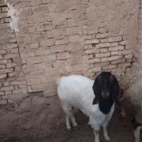 بز آبستن|حیوانات مزرعه|برخوار, |دیوار