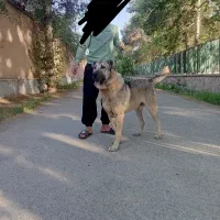 سگ سرابی