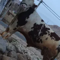 گوشت تازه بره و گوساله کرمانشاه، تضمین کیفیت|خوردنی و آشامیدنی|تهران, ترمینال غرب|دیوار
