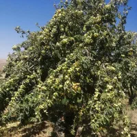 باغ ویلا همه چی تکمیل (بولاغ)|فروش زمین و ملک کلنگی|صالح آباد, |دیوار