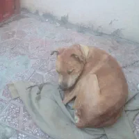 سگ پیت بول امریکایی اصل