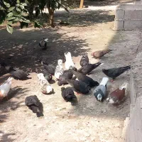 کفتر