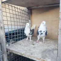 کفتر دولاب باظمانت کتبی
