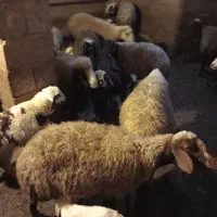 میش و بره|حیوانات مزرعه|صحنه, |دیوار