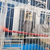 عروس هلندی ـ پرنده