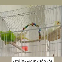 عروس هلندی لوتینو زعفرانی سه عدد|پرنده|مبارکه, |دیوار