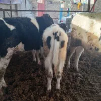 گوساله نر|حیوانات مزرعه|نیشابور, فضل|دیوار