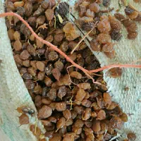 کشمش سبزه انگوری(دودی)تیزابی|حراج|ملایر, |دیوار