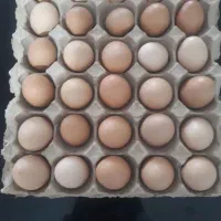 تخم مرغ نطفه دار  تازه محلی