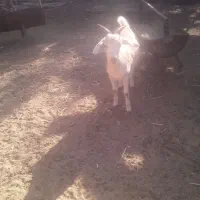 یکساله دو رگ سانن.|حیوانات مزرعه|تربت جام, معدآباد|دیوار