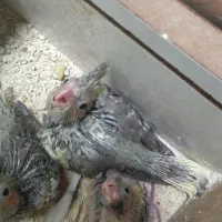 جوجه عروس هلندی