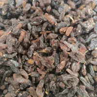 کشمش ملایر شیراز